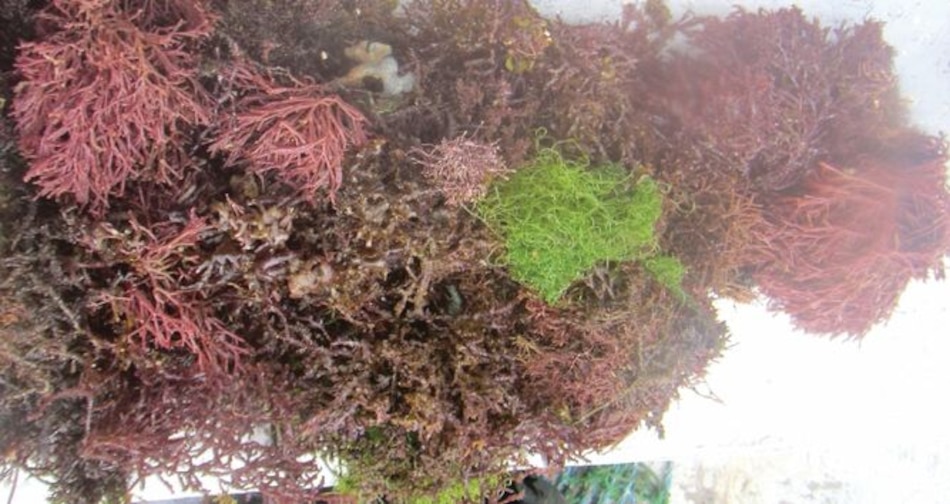 Algas del caribe panameño, con sello de exportación