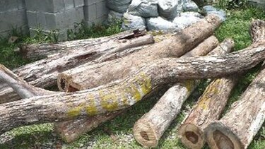 Sigue fiebre por madera de cocobolo