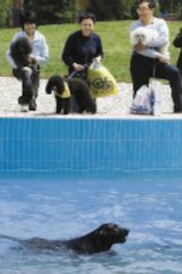 Mejores días para mascotas en Asia