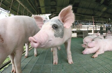 Porcicultores piden agilizar certificación de plantas