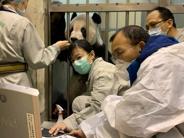 El panda enfermo que ha acercado a China y Taiwán