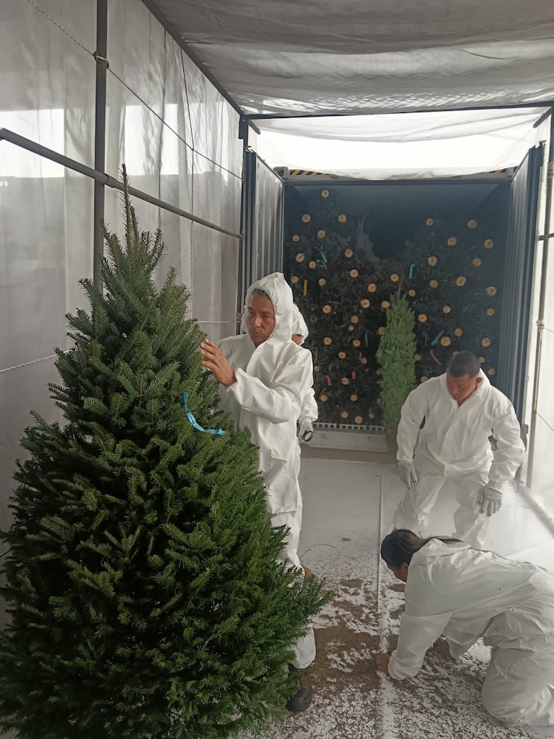 Llegan a Panamá los primeros 17 mil arbolitos de Navidad: vienen de Canadá y de Oregón