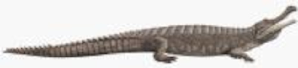 Aborígenes a la caza de cocodrilo para salvar turismo