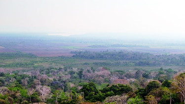 Panamá tiene una cobertura boscosa de 68%; cada año se talan 3 mil 14 hectáreas