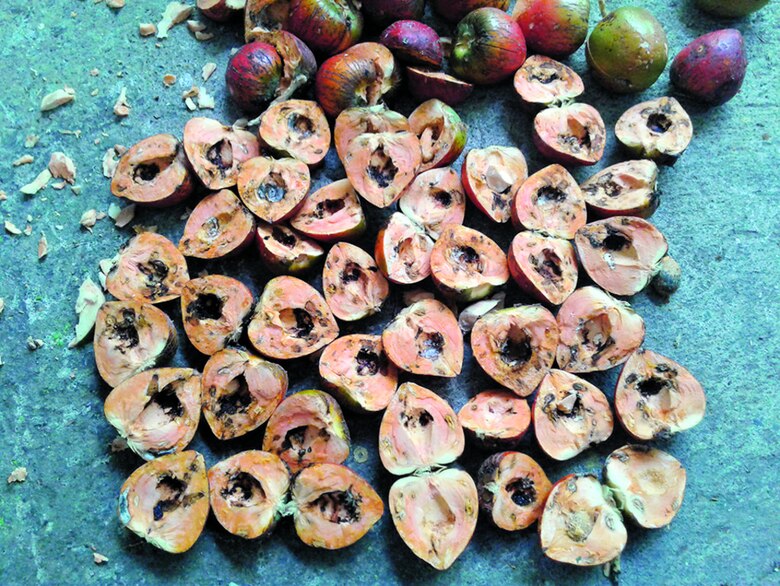 El picudo ataca al pifá