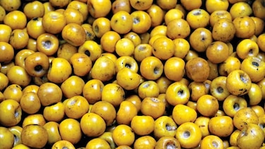 El nance, un manjar muy nuestro