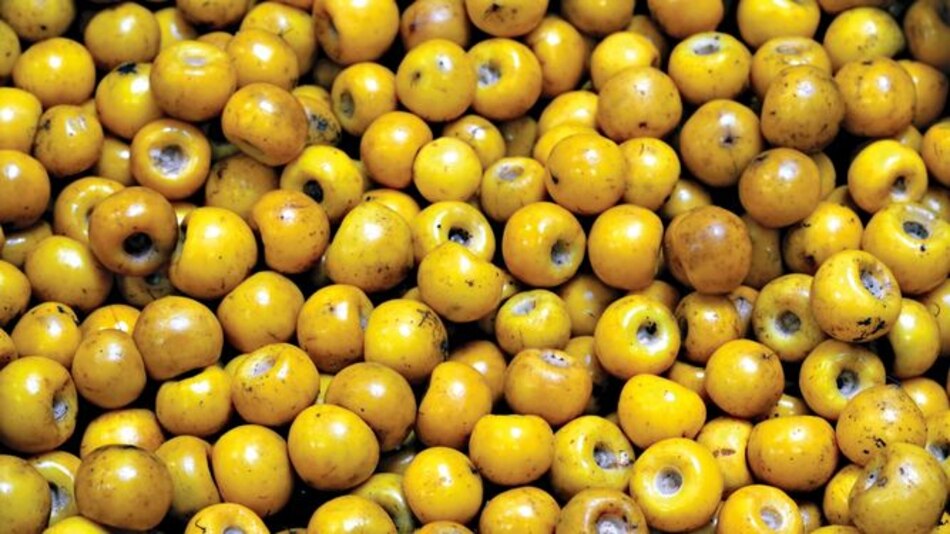 El nance, un manjar muy nuestro