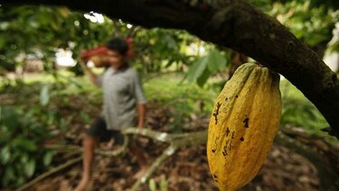 Cacao panameño, la nueva industria