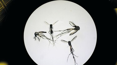Insectos vectores de enfermedades infecciosas