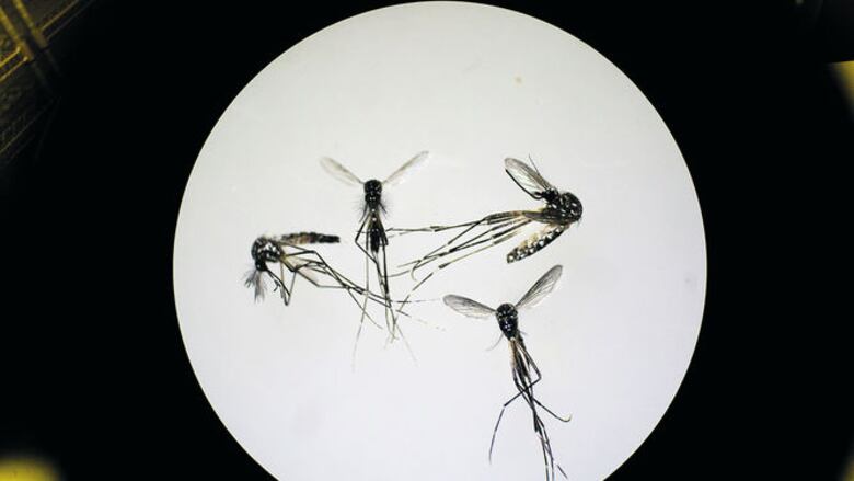 Insectos vectores de enfermedades infecciosas