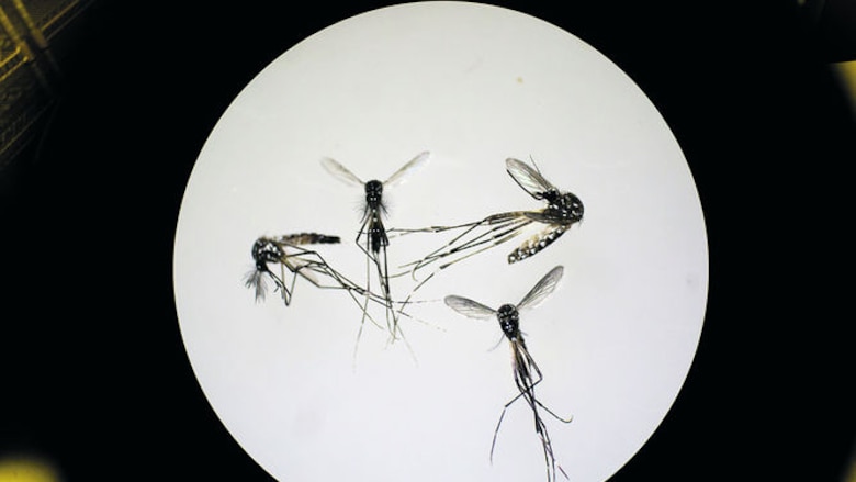 Insectos vectores de enfermedades infecciosas