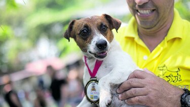 Celebran juegos olímpicos para perros en Río de Janeiro