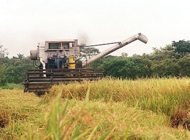 Logran acuerdo en precio del arroz