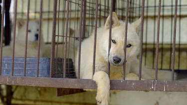 El dilema de Corea del Sur sobre qué hacer con medio millón de perros tras prohibir el consumo de su carne