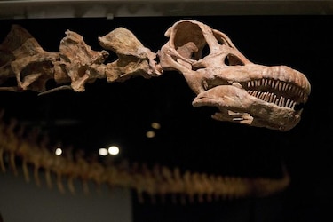 El Patagotitán, el más grande de todos los dinosaurios