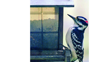 Magnitud del impacto de la caza