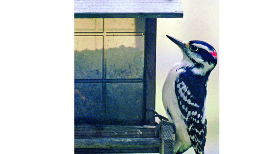 Magnitud del impacto de la caza