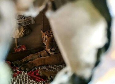 Animales salvajes tratan de ponerse a salvo de las lluvias monzónicas en India