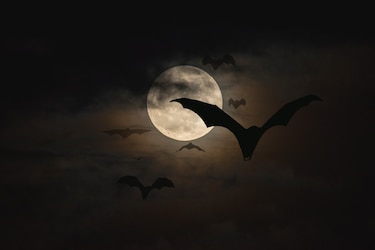 ‘La Marca del Vampiro’