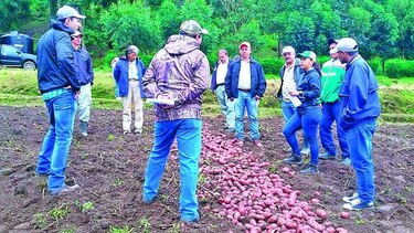 Aprueban liberación de semilla de papa roja
