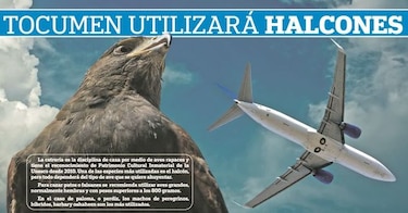 Aeropuerto de Tocumen utilizará halcones para espantar gallinazos
