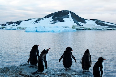 Antarctica 2030 insta a aprobar nuevas áreas marinas protegidas en la Antártida