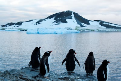 Antarctica 2030 insta a aprobar nuevas áreas marinas protegidas en la Antártida