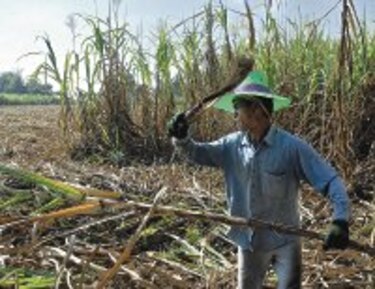 Azúcar, no crudo o acciones, puede ser mejor inversión