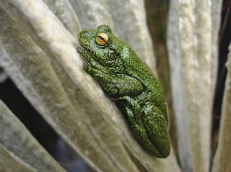 Hongo letal afecta a ranas