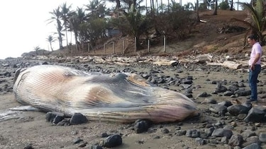 Encuentran ballena muerta entre las playas de El Estero y El Jobo