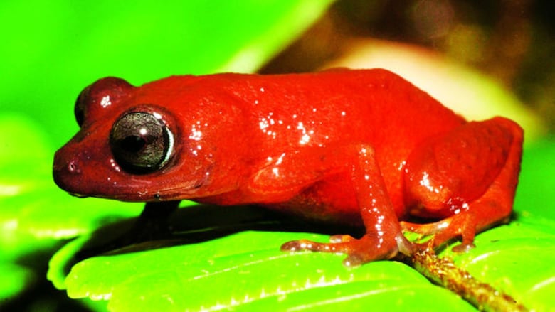 Cuatro ranas ‘made in Panama’