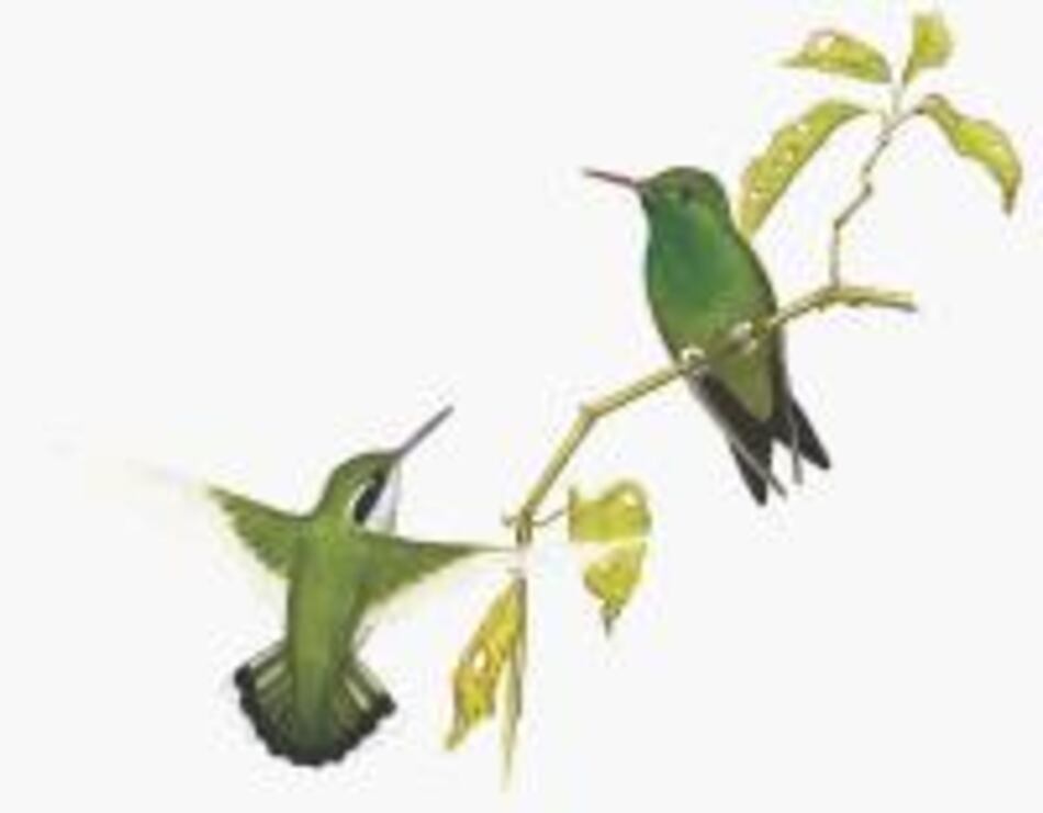 Otra joya volante: Chlorostilbon assimilis