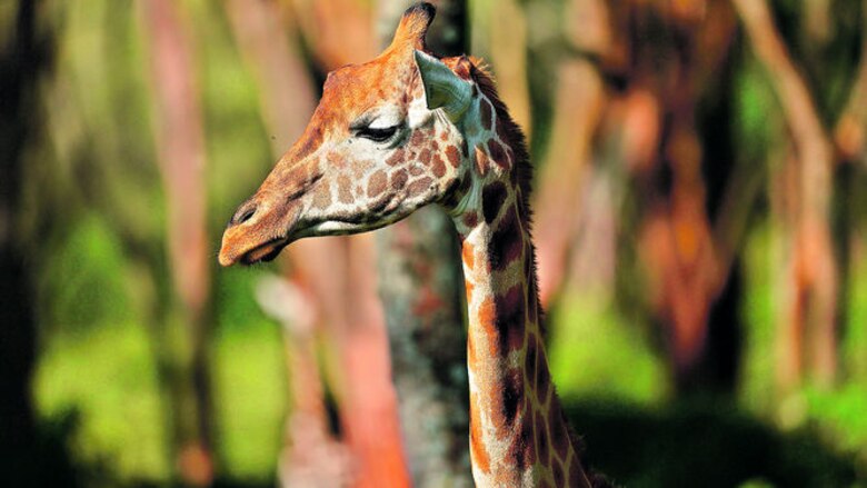 La jirafa lucha por su sobrevivencia