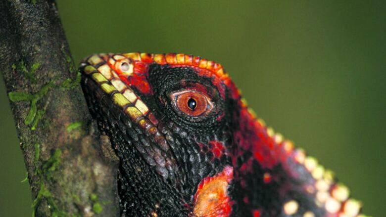 Desde lo alto del cerro