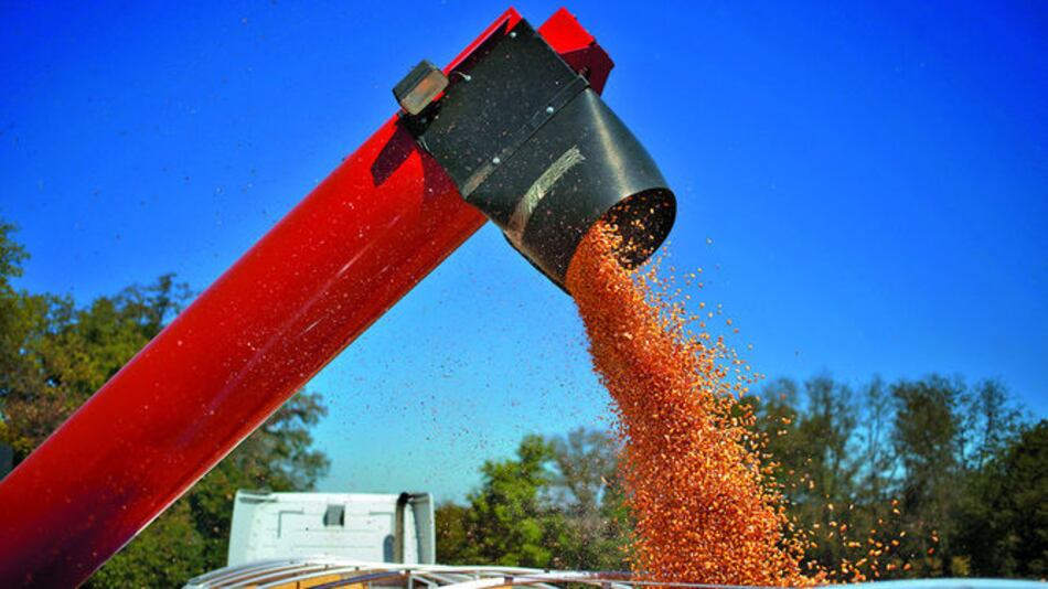 Se preparan para batallar por el maíz