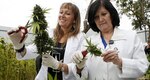 Cosechan legalmente marihuana para enfermos de cáncer