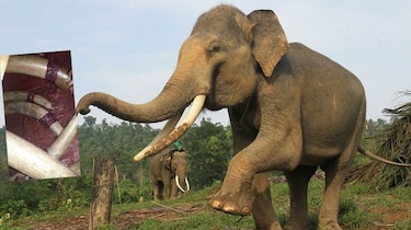 Retienen seis colmillos de elefante en el aeropuerto de Tocumen