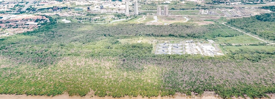 Manglares de Juan Díaz empiezan a recuperarse