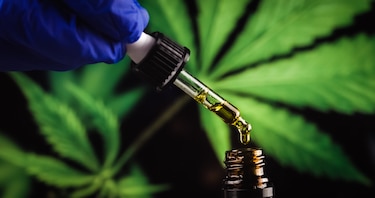 Cannabis medicinal en Panamá: uso y acceso dependerán de la indicación médica