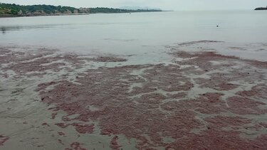 ¿Qué es el alga roja que apareció en las playas del pacífico panameño?