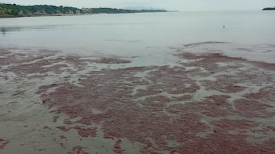 ¿Qué es el alga roja que apareció en las playas del pacífico panameño?