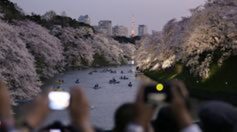 Japón recibe la primavera con el 'sakura', época de cerezos en flor
