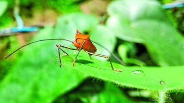 La gran familia de insectos