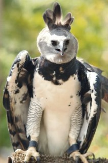 Plan de conservación para águila harpía