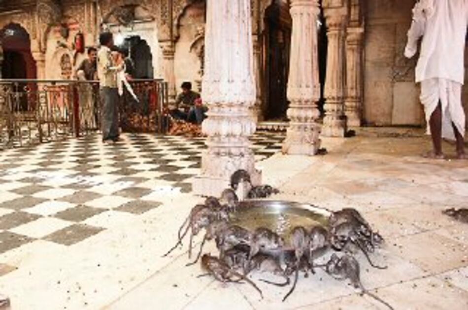 El templo de las ratas de india atrae a turistas