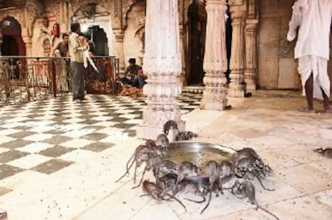 El templo de las ratas de india atrae a turistas