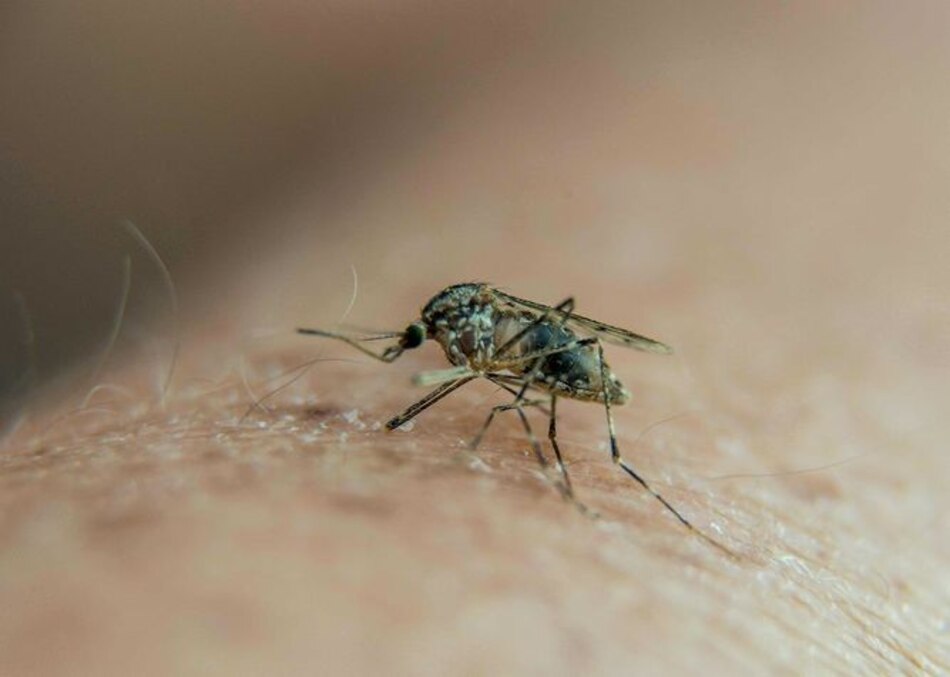 Virus del Zika puede replicarse en el tracto vaginal
