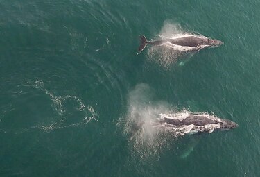 El Gobierno chileno presenta denuncias para investigar la muerte de ballenas jorobadas