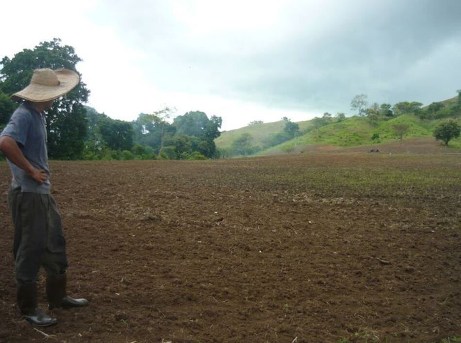 Falta de lluvias impide siembra de arroz de subsistencia en Azuero