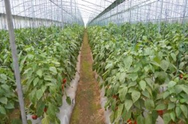 Invernaderos garantizan más producción